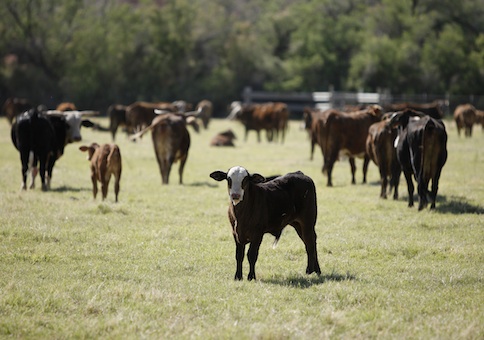 Some of the cattle that were rounded up by the Bureau of Land Management