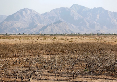 Pistachio trees at a field that farmers left behind due to the lack of water