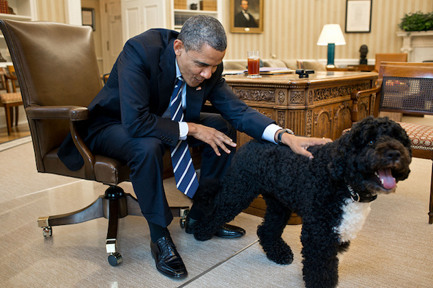 Obama Bo