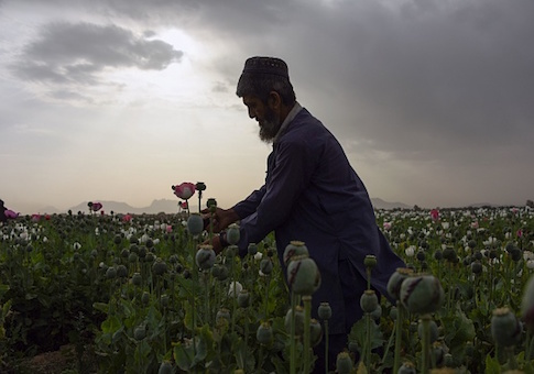 Afghanistan opium