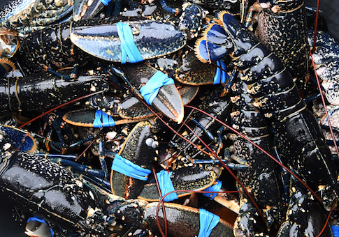 lobster