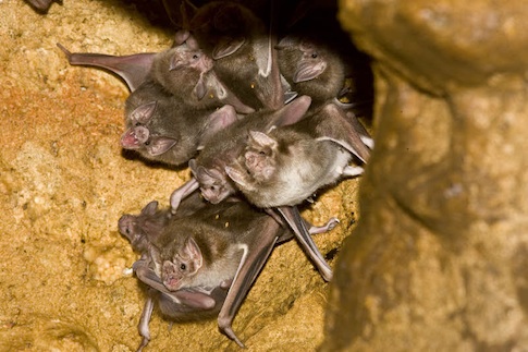 AusBatPerson Flickr