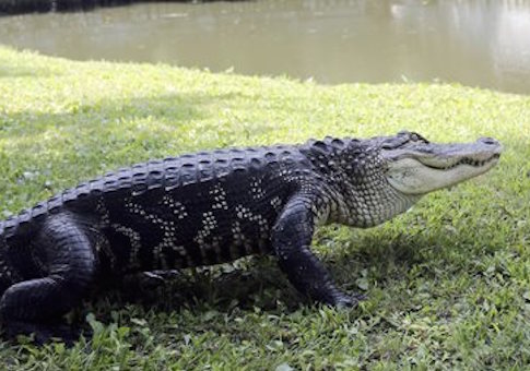 Alligator