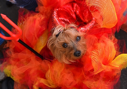 dog halloween