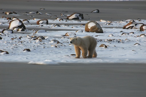 Polar bear