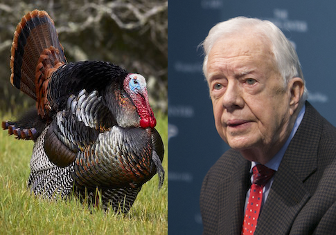 Carter Turkey