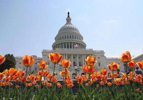 The dome of the US Capitol provides a ba