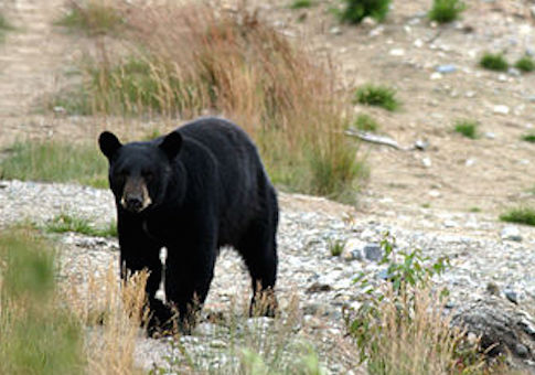 Black bear