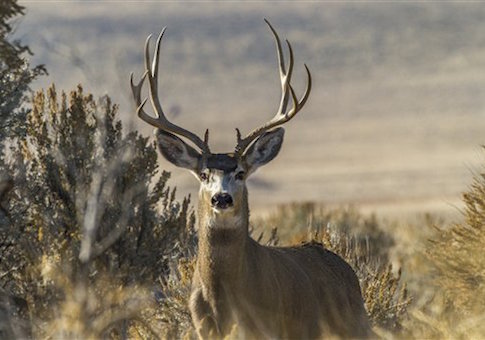 deer