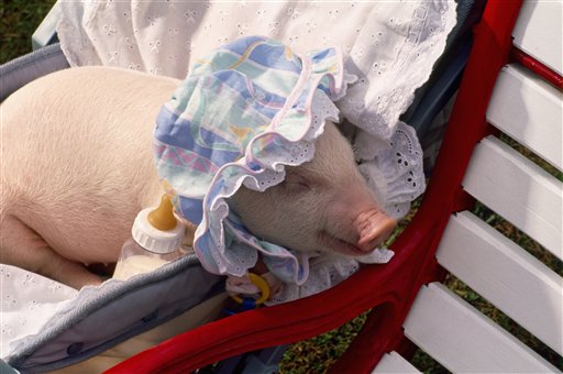 pig