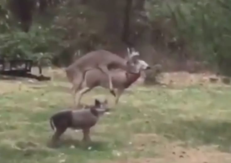 deer
