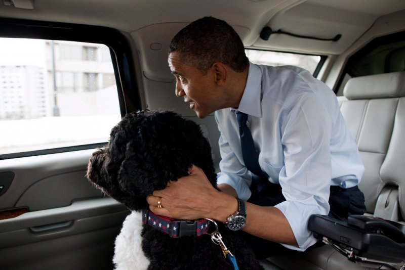 Vote for me or I'll kill this dog