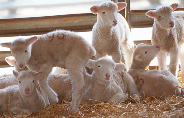 Sacrificial Lamb