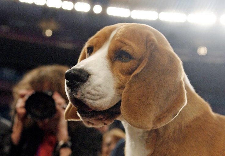 Obama Staffer Flacks Beagle Blogger