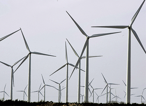 600,000 Bats Killed by Wind Turbines Last Year