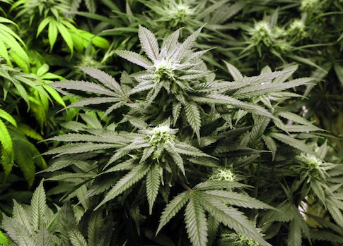 Swing State Poll Shows Voters Favor Marijuana Legalization