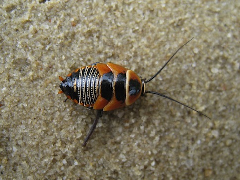 Poll Finds Congress Less Popular than Cockroaches