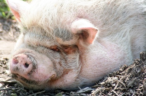 Compromise with a Side of Pork