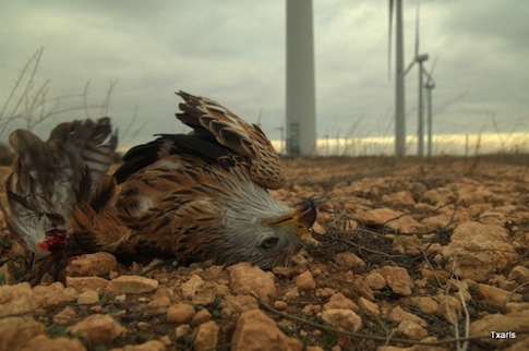 Congress Extends Eagle-Killing Wind Incentive