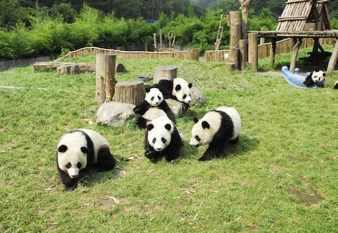 Obama Sequesters the Animal Kingdom