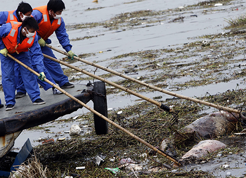 More than 12,500 Dead Pigs Found in Shanghai River