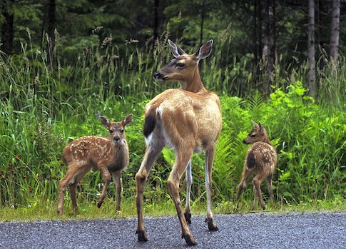 Controlled Hunt of D.C. Deer Begins