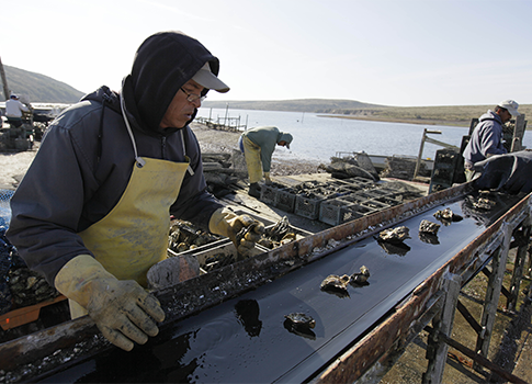War on Oyster Science