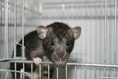 Rat May Have Caused Fukushima Power Outage