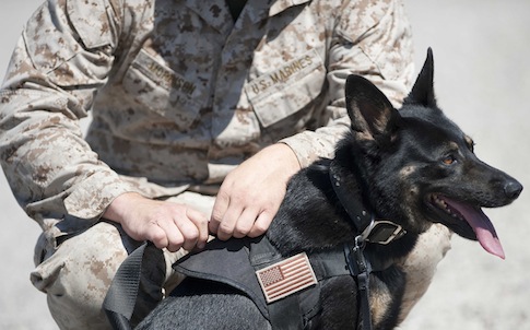 The Dogs of War