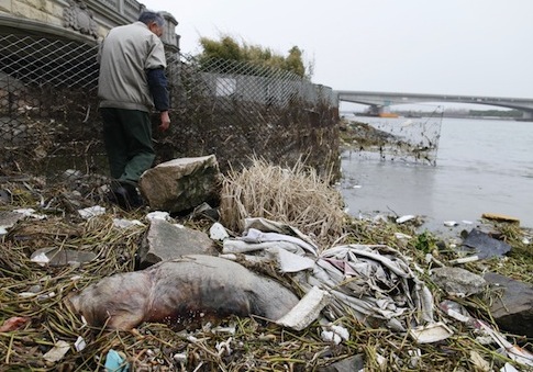 China's Rivers Rife with Dead Ducks, Pigs
