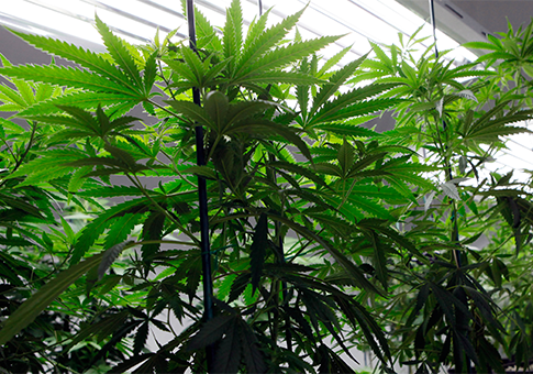 Legalization Without Representation