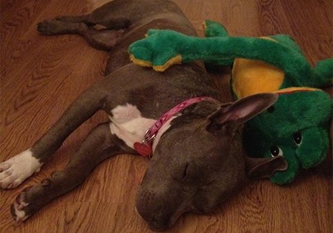 Free Bacon Brings Dog Home