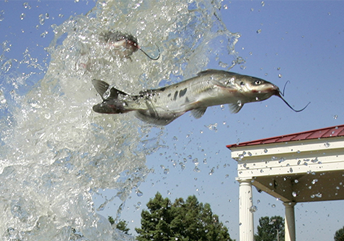 Amendment to Repeal Duplicative Catfish Testing Program Blocked