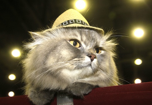 Iran to Send Cat to Outer Space
