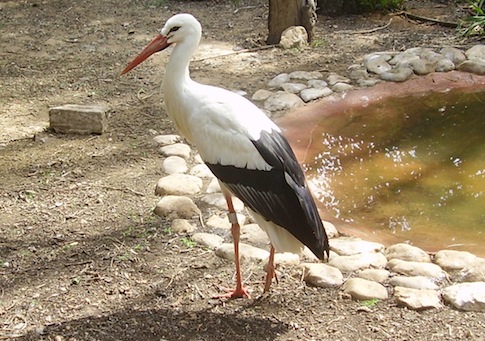 Egyptian Police Detain ‘Israeli Spy Stork’