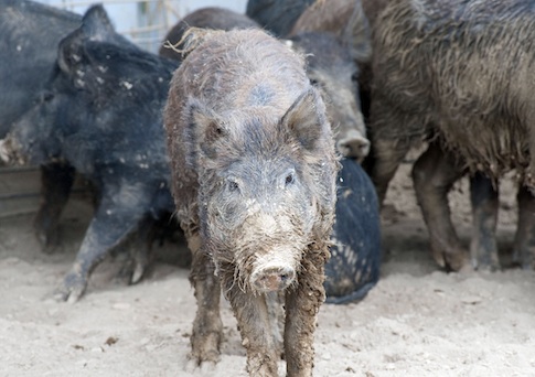 Plastered Pig Picks Fight with Cow