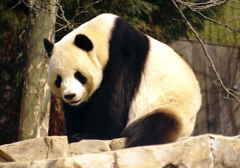 The National (Zoo) Nightmare Ends