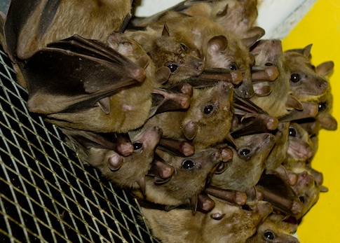 U.S. Army Corps of Engineers Spending $81,700 for ‘Bat Monitoring’