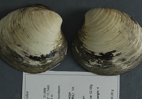 Climate Scientists Murder World's Oldest Creature