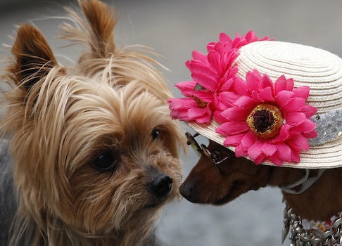 Obamacare Goes to the Dogs
