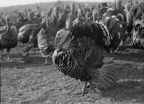 Biffsgiving