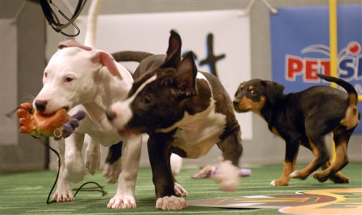 My Puppy Bowl 2014 Fantasy Picks