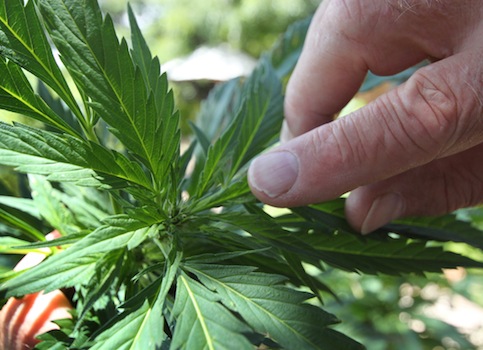 Sessions: HHS Currently Has No Authority to Prevent Welfare Withdrawals at Marijuana Dispensaries