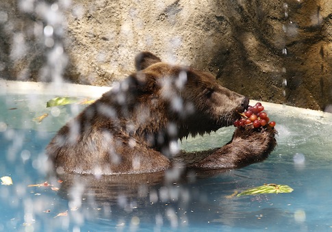 USDA Considering New Zoo Regs at Request of PETA