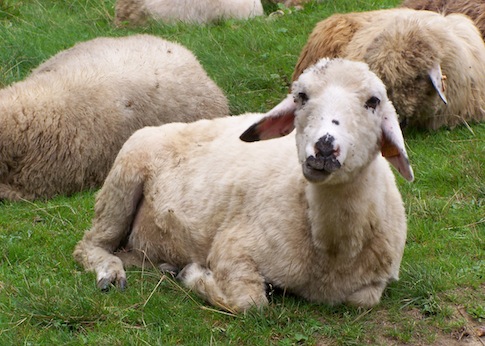 USDA Gave $303,890 in Wool Loans to Couple Who ‘Owned No Sheep’