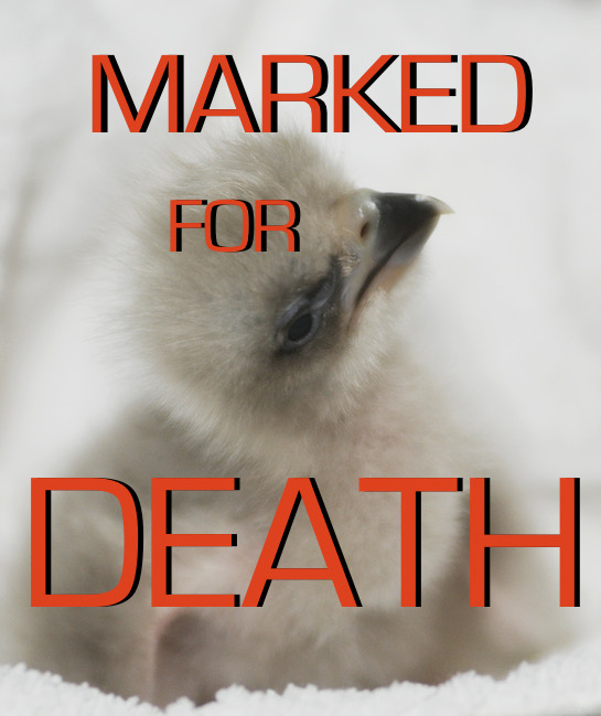 The Obama Bird Genocide Is Out of Control
