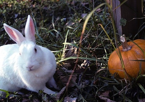 Government Funded Origami Condoms Tested on Rabbits