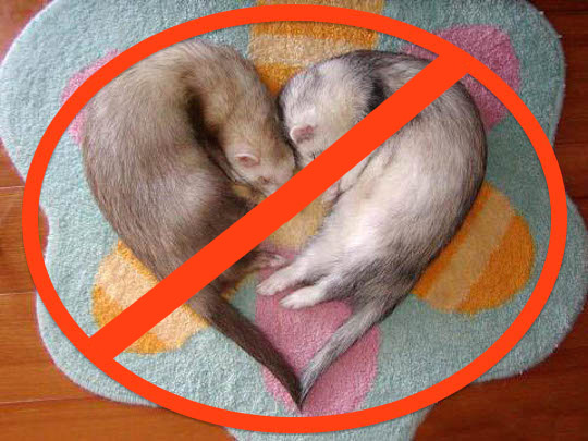 OMBUDSMAN: Don't End the War on Ferrets, ESCALATE IT