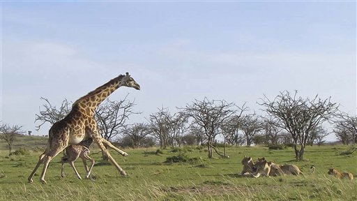 Giraffe Defends Property Against Human Intruder