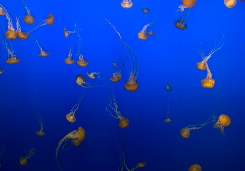At Least 400 Florida Beachgoers Stung by Jellyfish